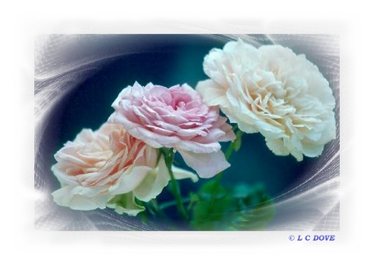 English Roses-GR001026
