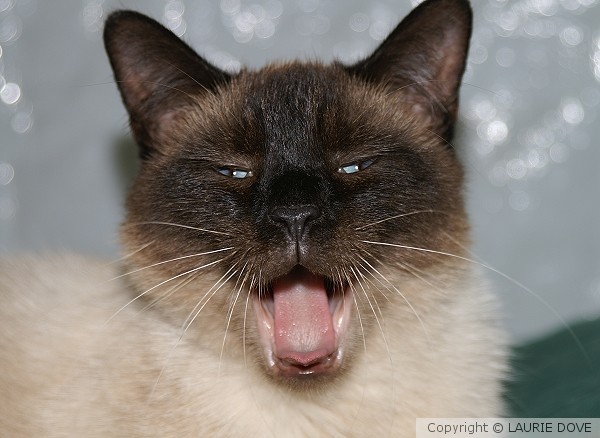 Sayyyyyyyy Ahhhhhhhhhh !
