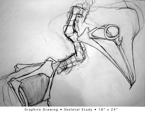 Skeletal Study