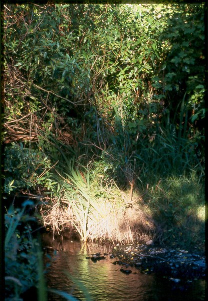 Sunlit Bank