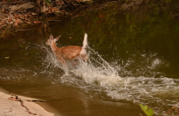 Fawn in Lake