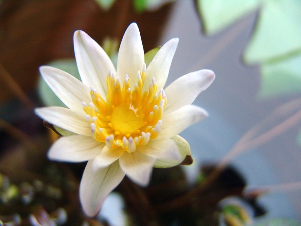 White Water Lily