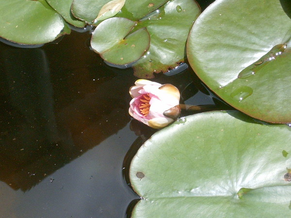 the primal  blossom