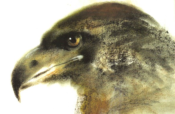 Golden Eagle