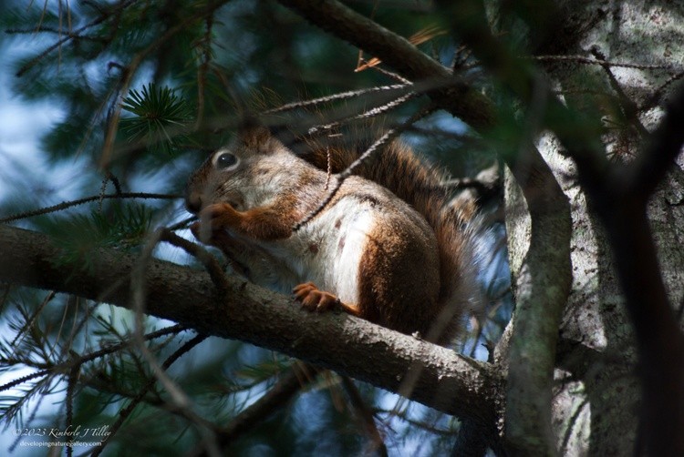 Red Squirrel P9634