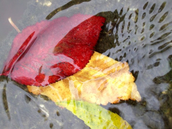 Leaves together