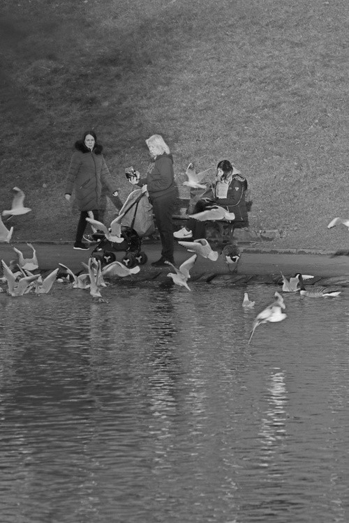 Gull Able