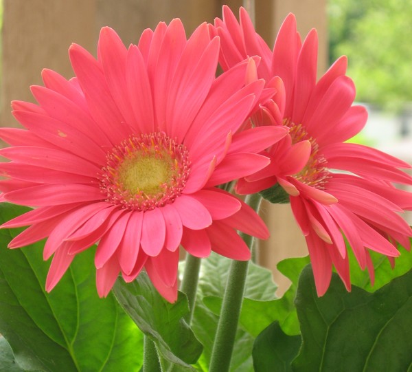 Daisies