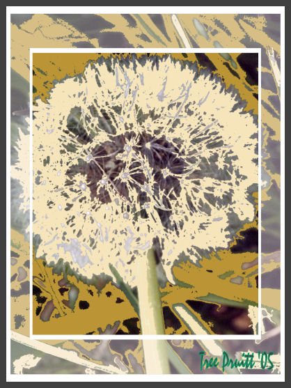 Dandy