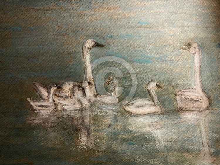 Swans with babies 