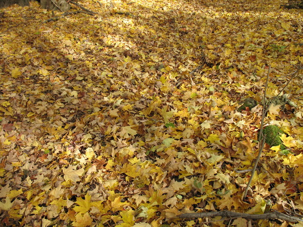 Fall Tapestry