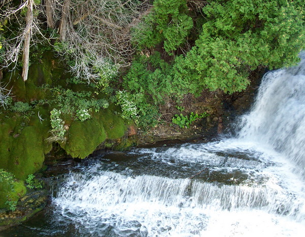 Forest Stream
