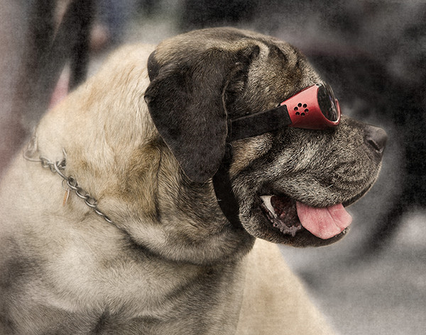 Buddy The Dog