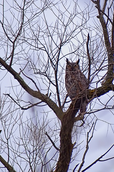 Great Horned Owl