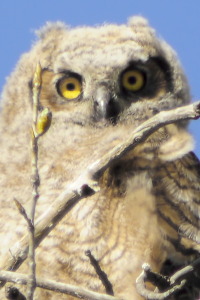 Baby Great Horned Owl