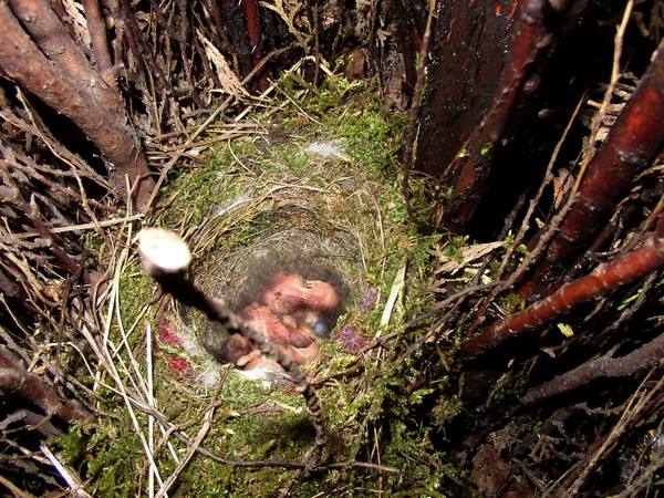 They have hatched