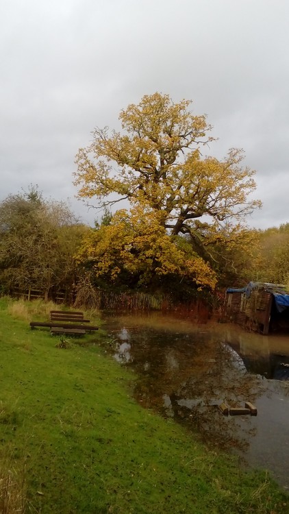 Our old oak tree 