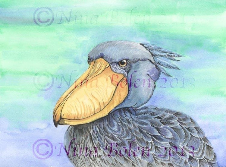 Shoe Billed Stork