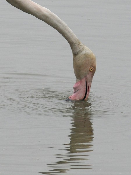The flamingo has a drink