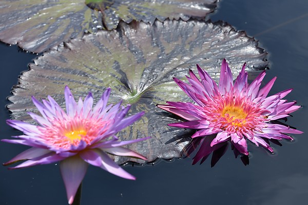 Longwood Water Lilies