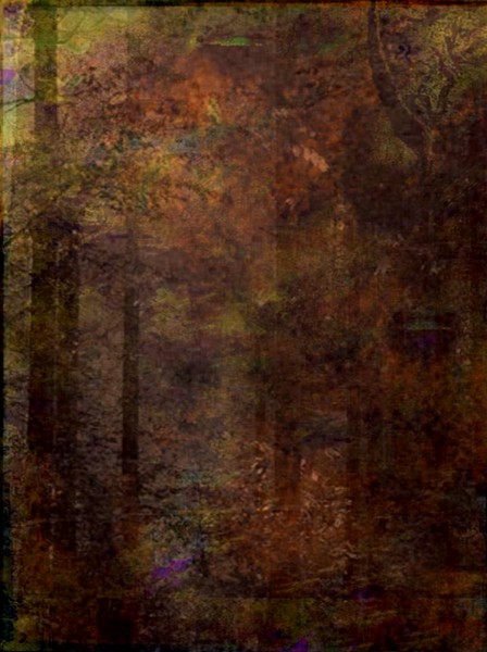forest canopies
