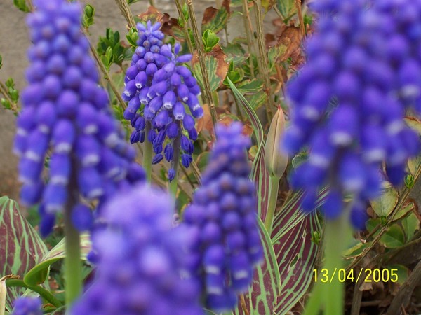 Purple Flower