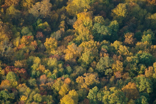 Fall  Color