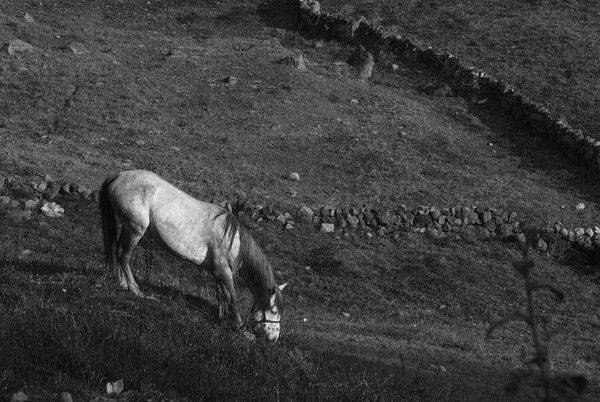 White Horse, Cospan, Cajamarca, Peru