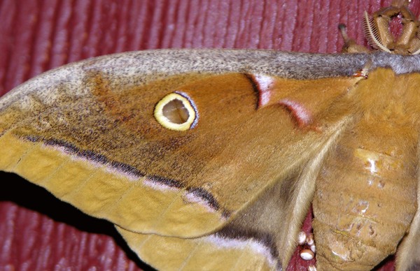 Moth2