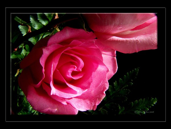 Tender Reflections