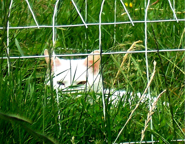 Splendor in the Grass