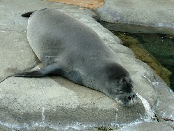 Lounging Mammal