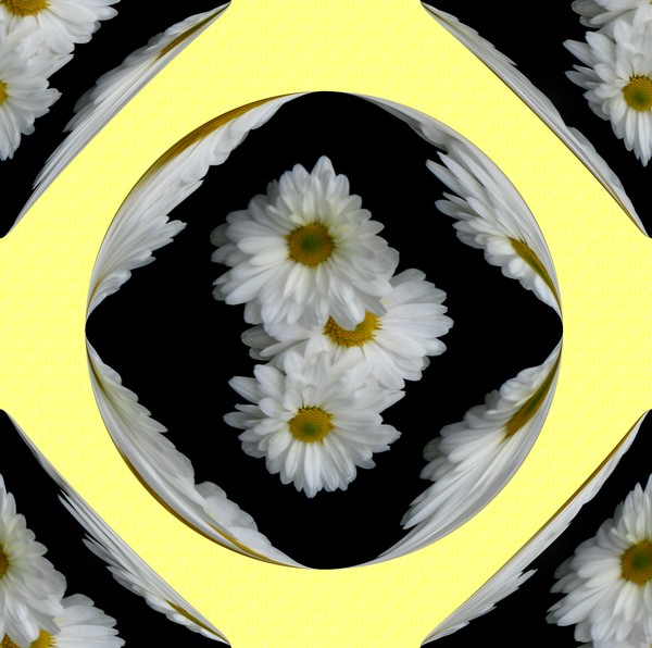 November Daisies (Two)