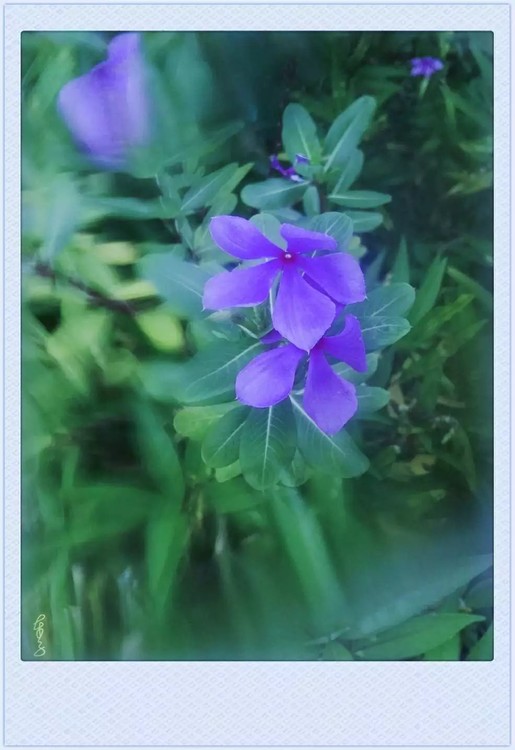 Blue Flower Twins