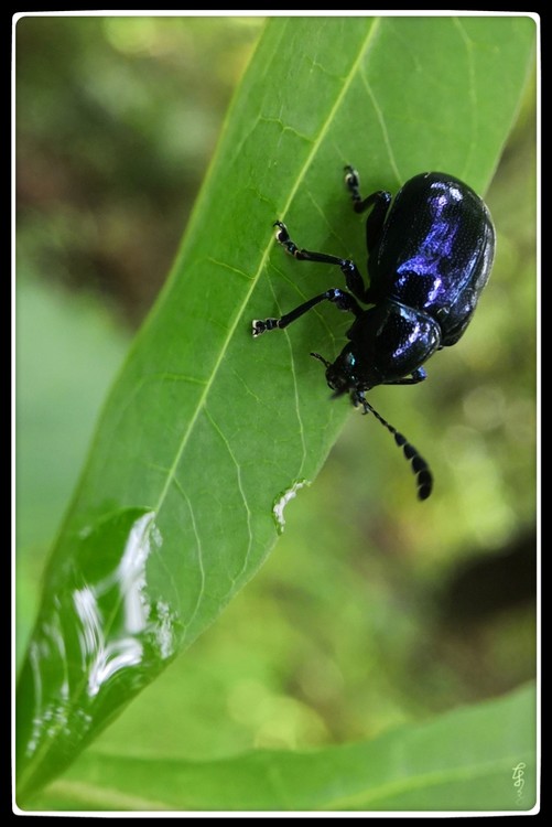 Blue Metal Beetle