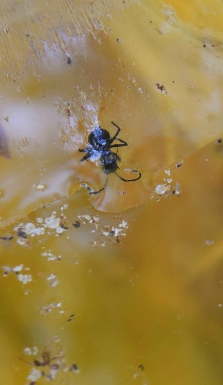 An Ant Who Has Passed Away