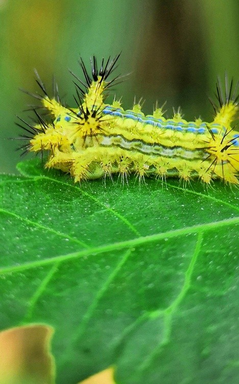 colorful caterpillar