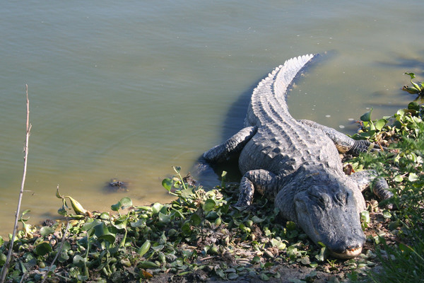 A Florida Gator's Smile