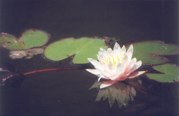 Water Lily