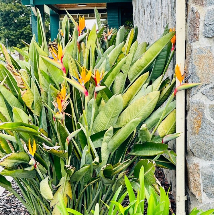 Bird of Paradise 