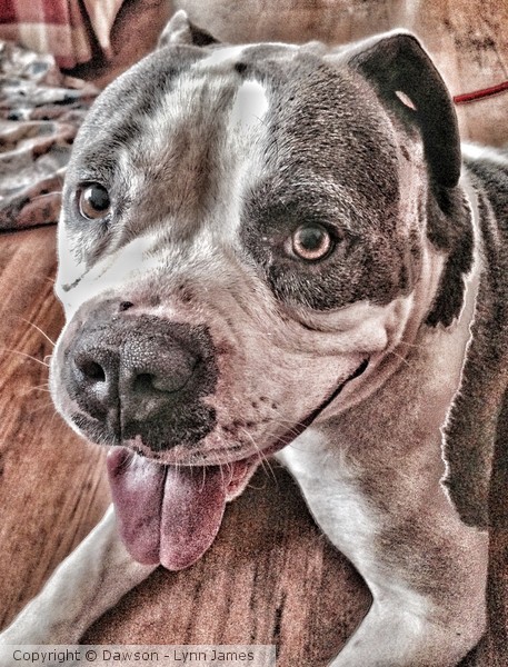 Brutus