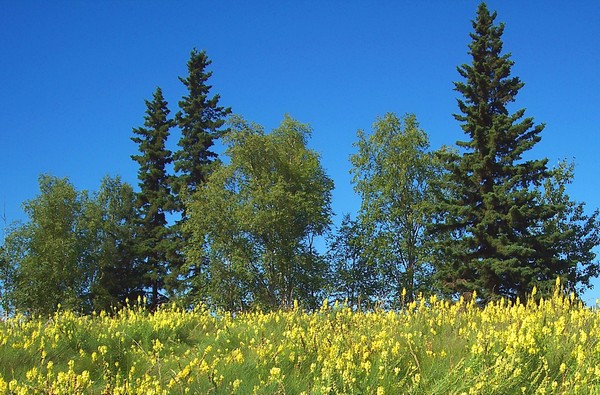 Yellow, Green & Blue
