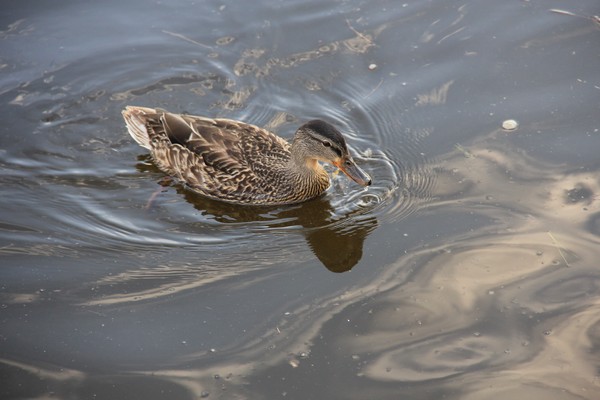 young mallard swirling in the water
