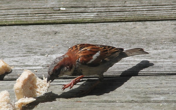 Male sparrow close up