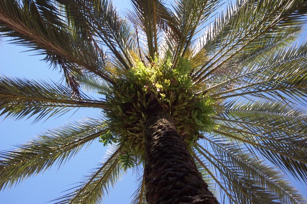 palm tree
