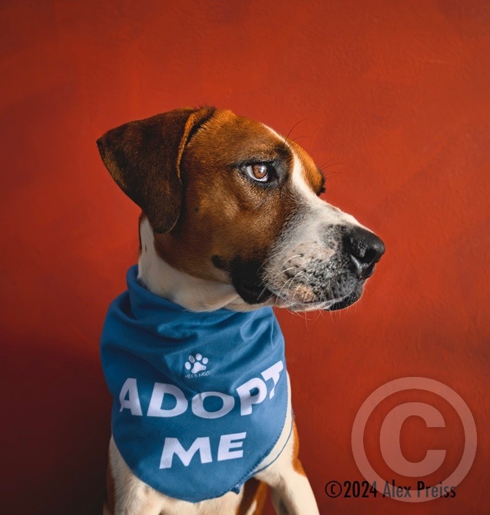 Mr. Pebs - Hawaiian Humane Society's Couch Crashers Program Participant