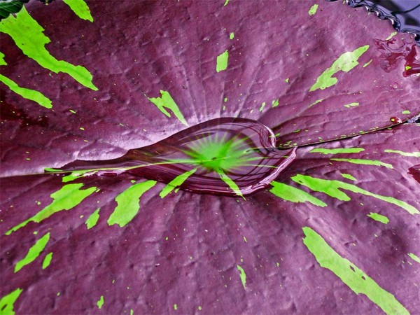 Center of a Lilypad 2