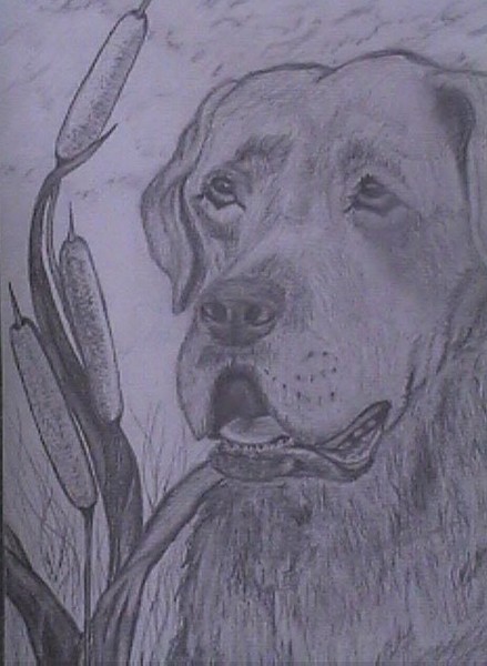 Bear