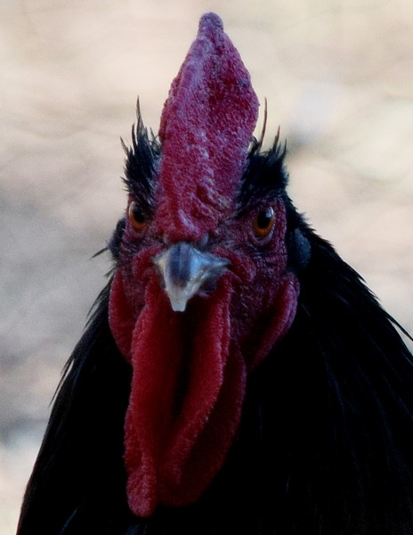 Rooster