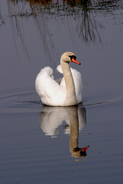 Reflections of a swan